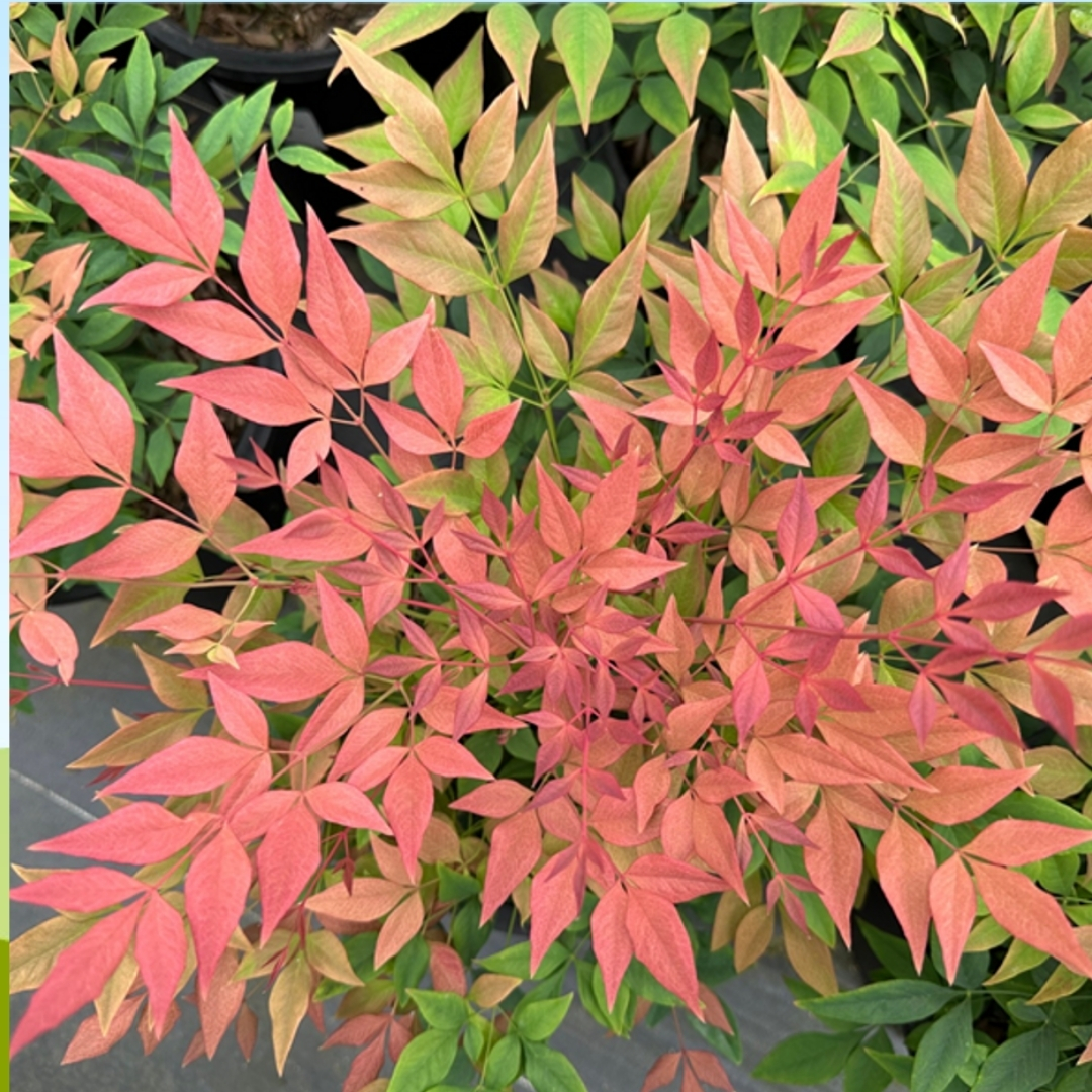 bougainvillea trellis for sale Bradenton