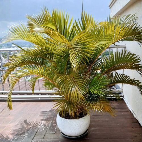 luxury landscape plants for waterfront properties