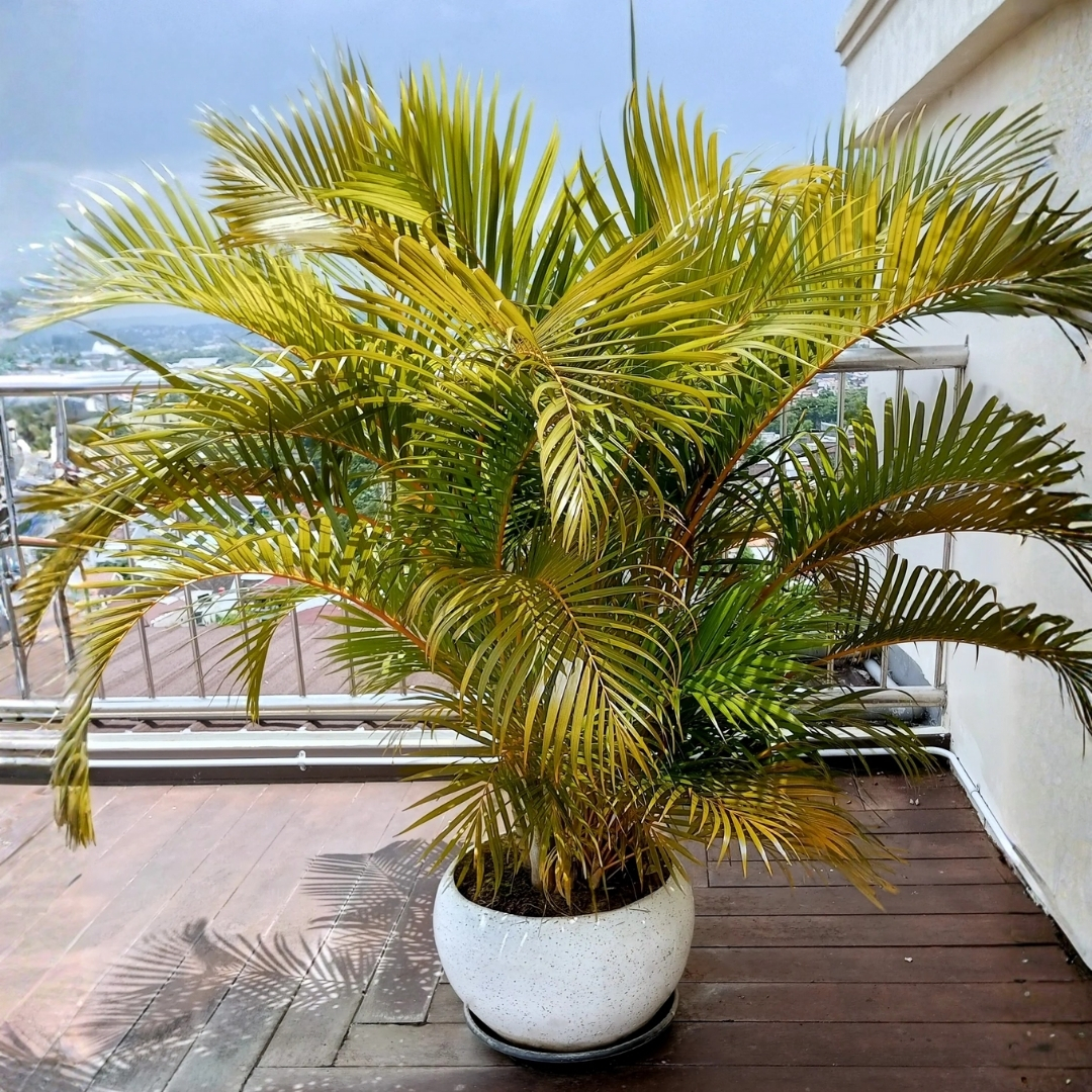 luxury landscape plants for waterfront properties