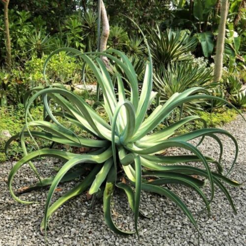 tropical garden center Lakewood Ranch