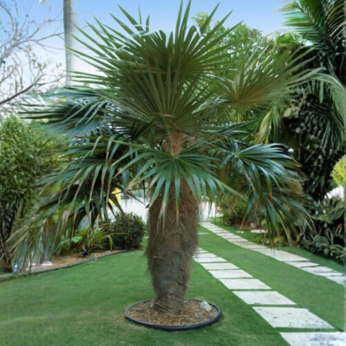 luxury landscape plants for waterfront properties
