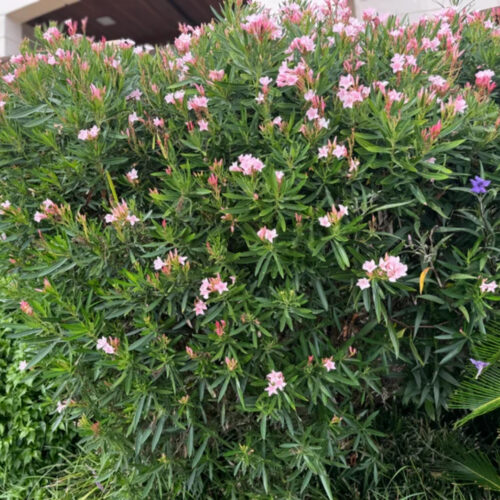 professional plant installation Sarasota
