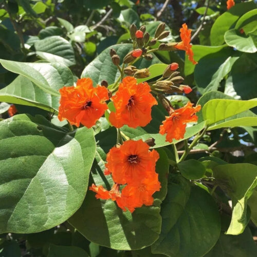 high-quality plants for new landscaping