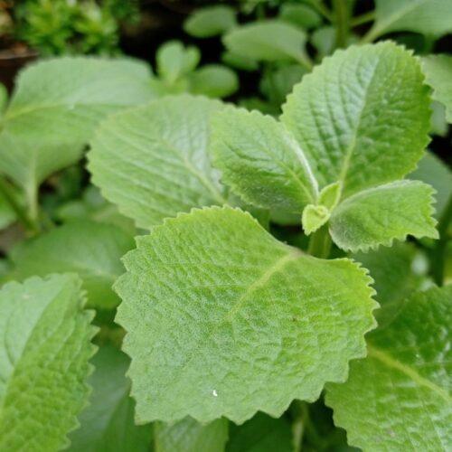 local plant nursery Manatee County