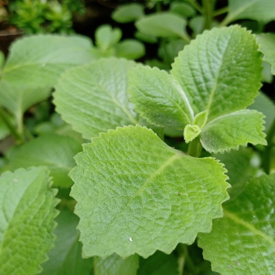 local plant nursery Manatee County