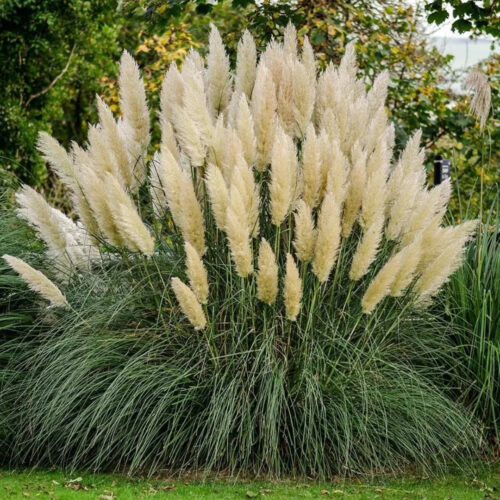 local nursery with design assistance