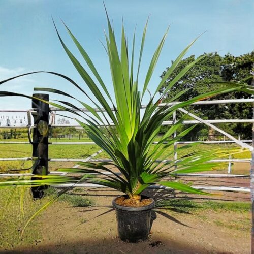 salt tolerant landscaping plants Sarasota