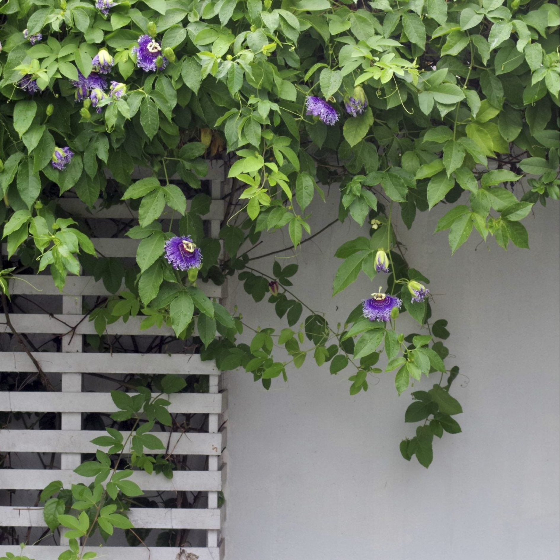 where to buy plants near me