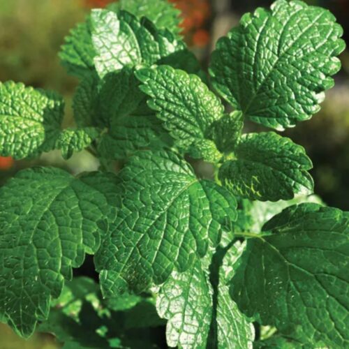 local plant nursery Manatee County