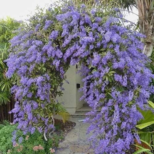 where to buy plants near me