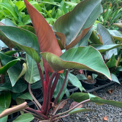 landscape installation services Sarasota"