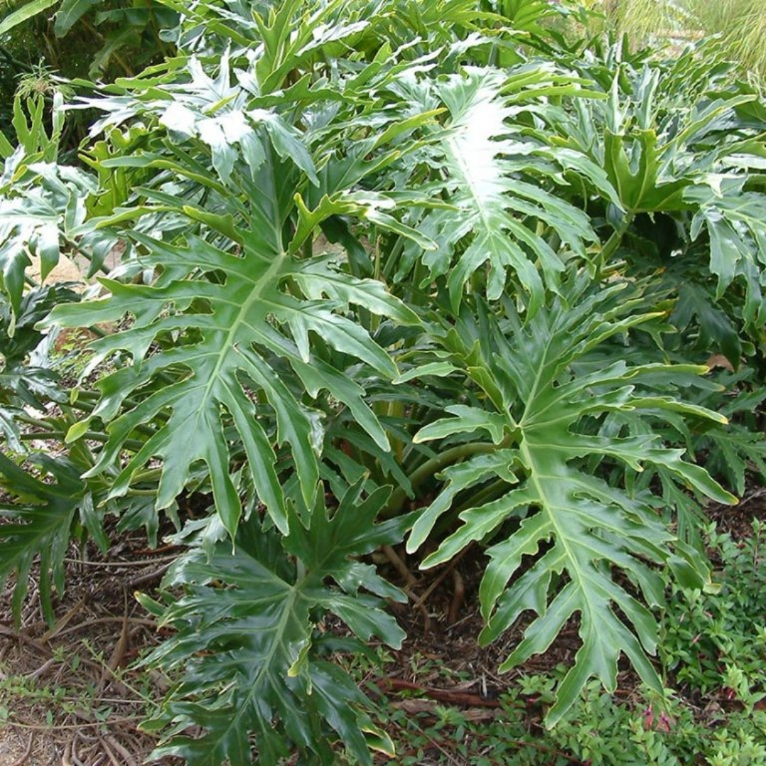 professional plant installation Sarasota