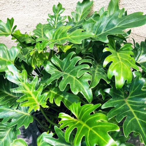 landscape installation services Sarasota"