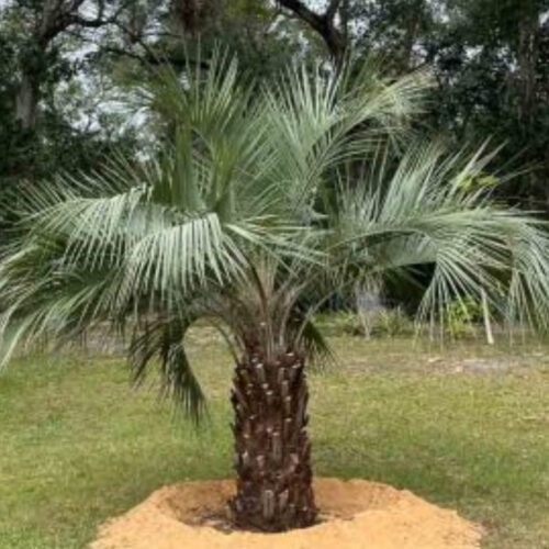 luxury landscape plants for waterfront properties