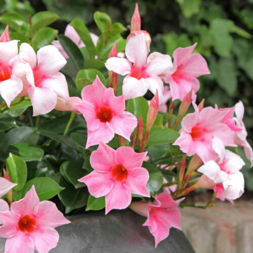 landscape installation services Sarasota"