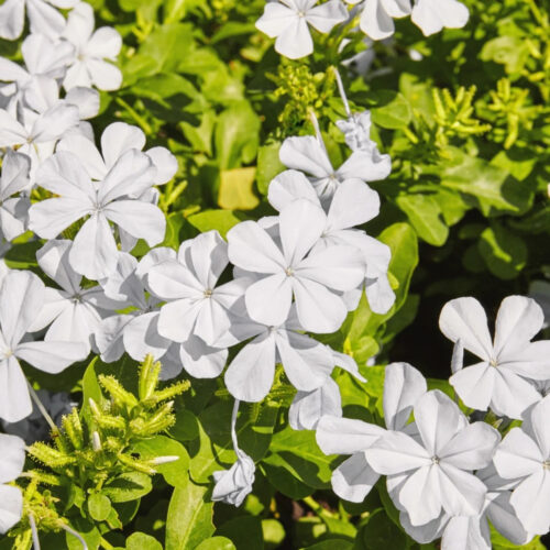 landscape installation services Sarasota"