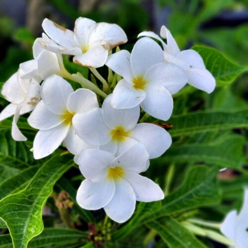 high-quality plants for new landscaping