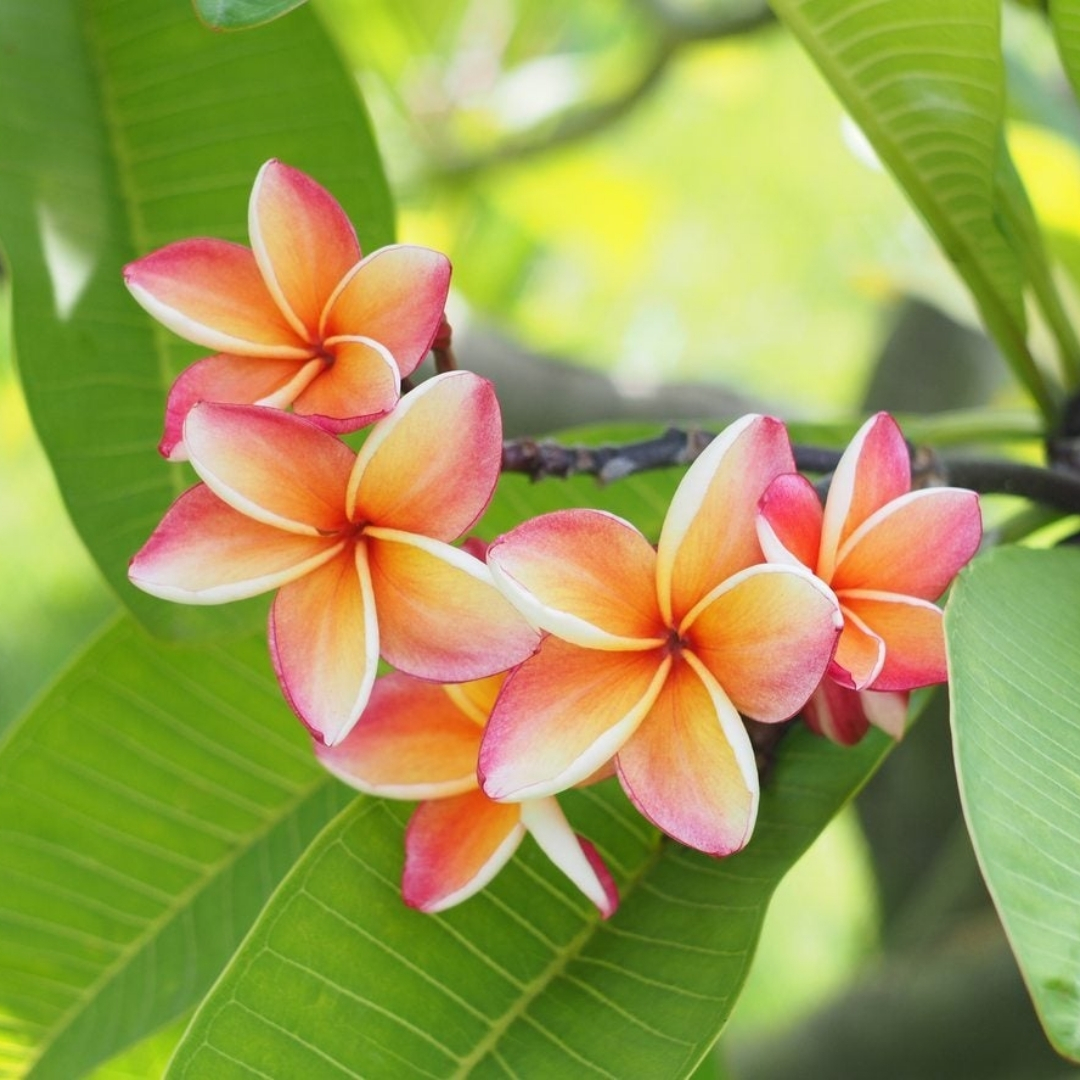 high-quality plants for new landscaping