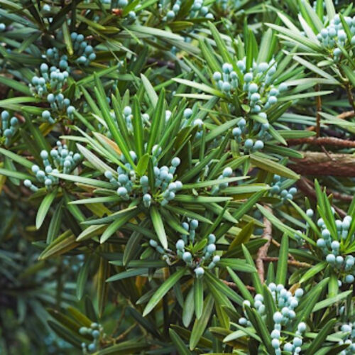 professional plant installation Sarasota