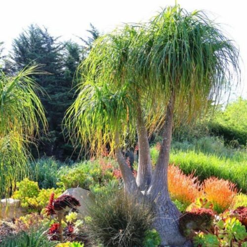 landscape plants for Florida homes