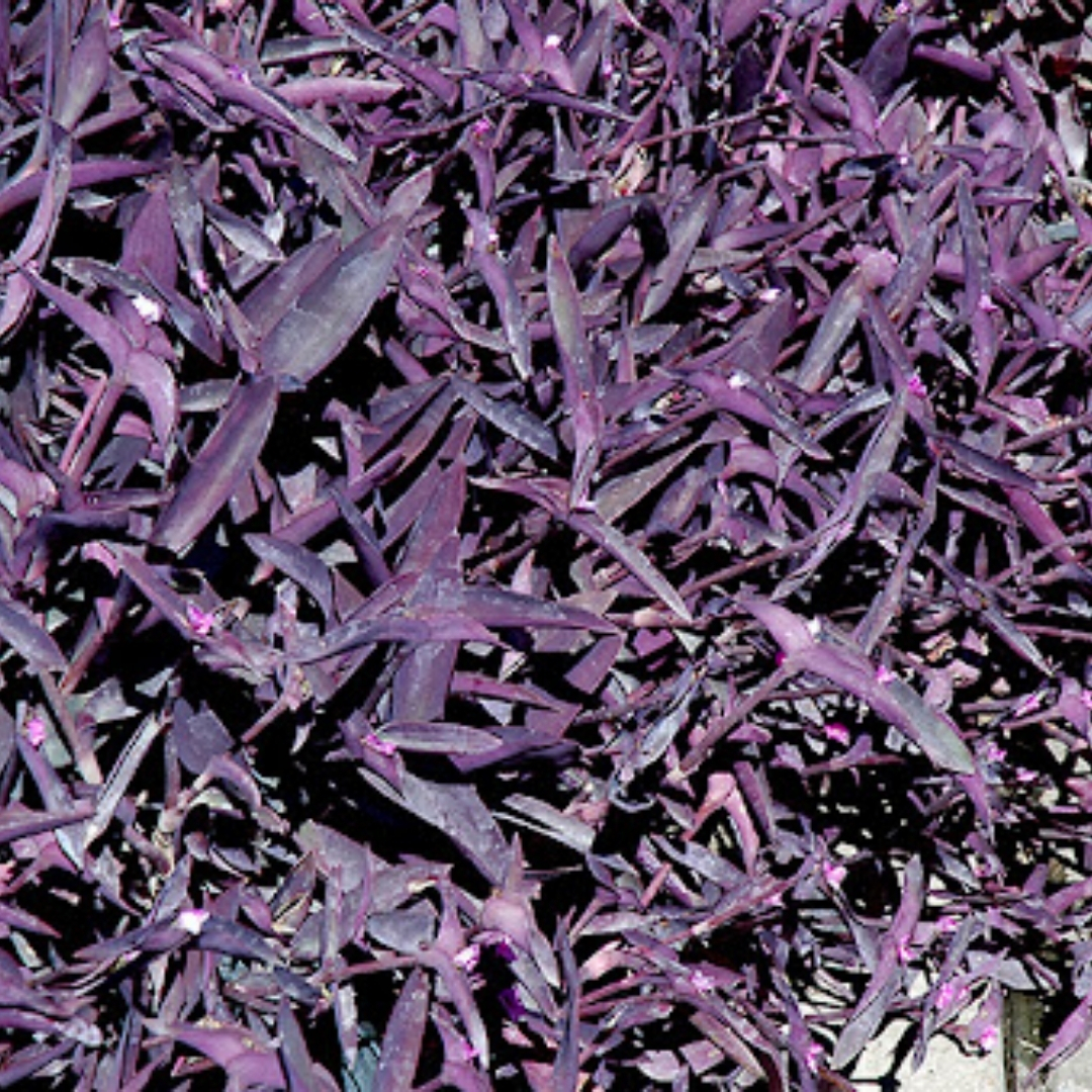 container gardening tropical plants SWFL