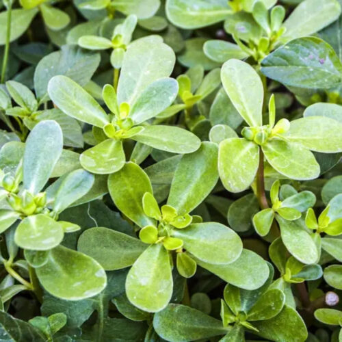 outdoor plants for coastal landscaping