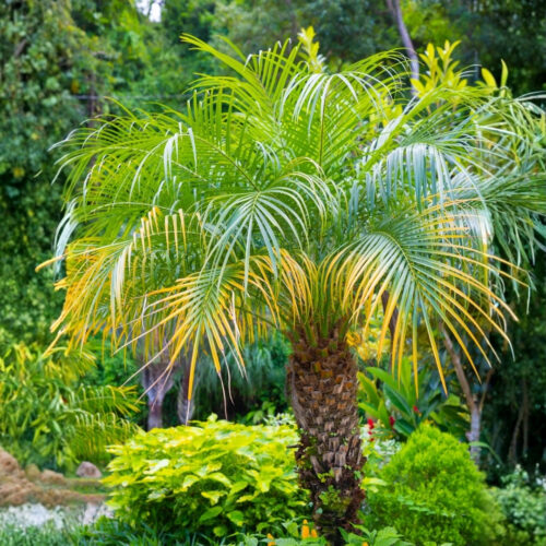 luxury landscape plants for waterfront properties