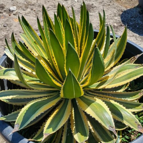 tropical garden center Lakewood Ranch