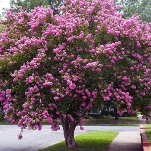 where to buy plants near me