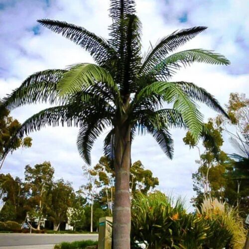 landscape plants for Florida homes
