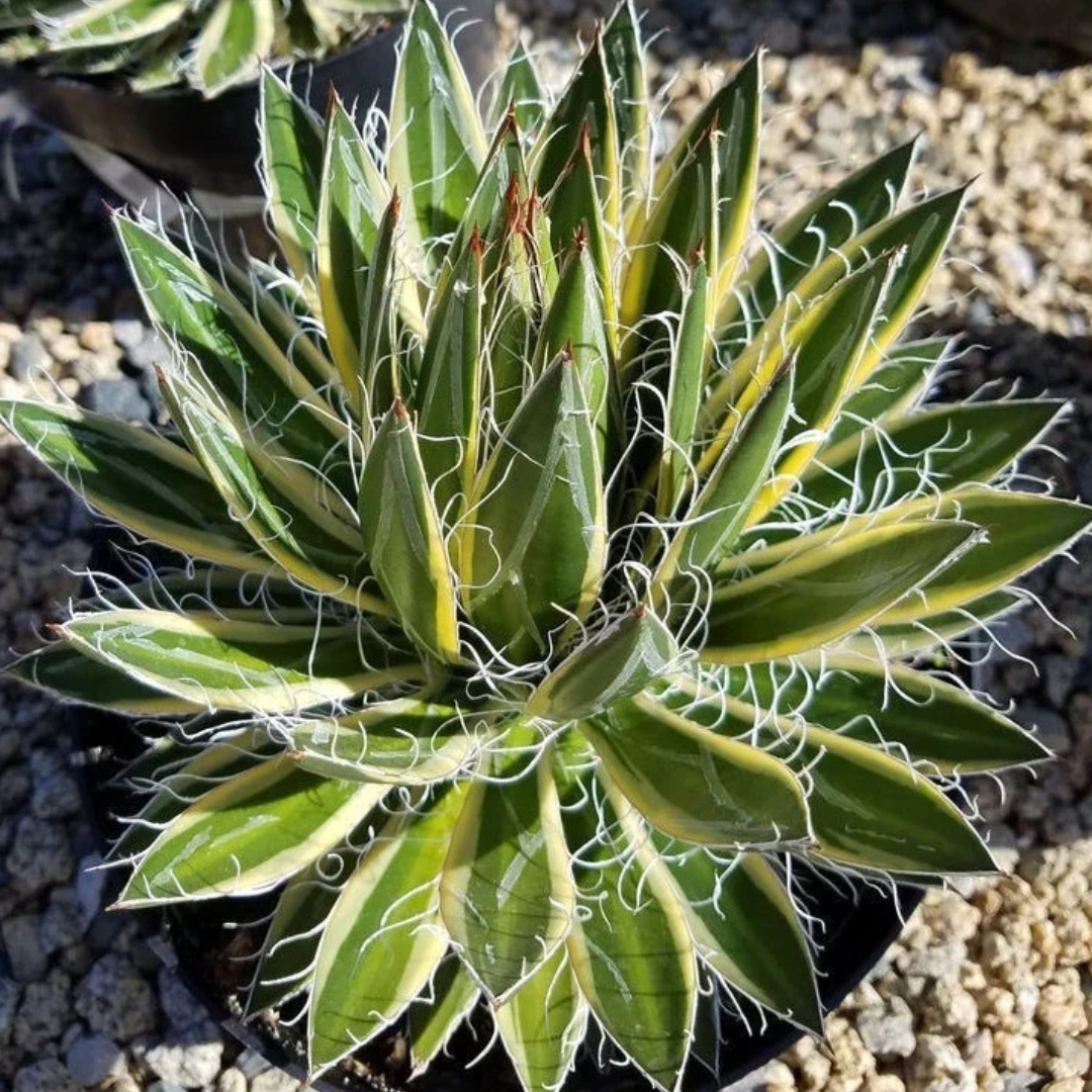 tropical garden center Lakewood Ranch