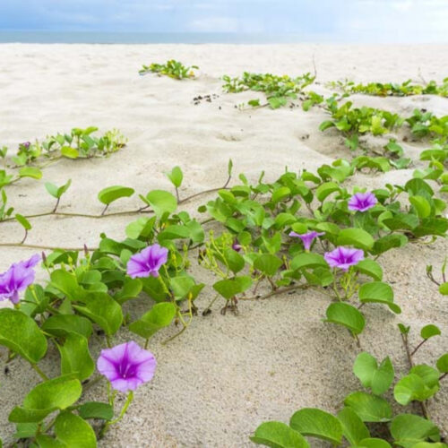 outdoor plants for coastal landscaping