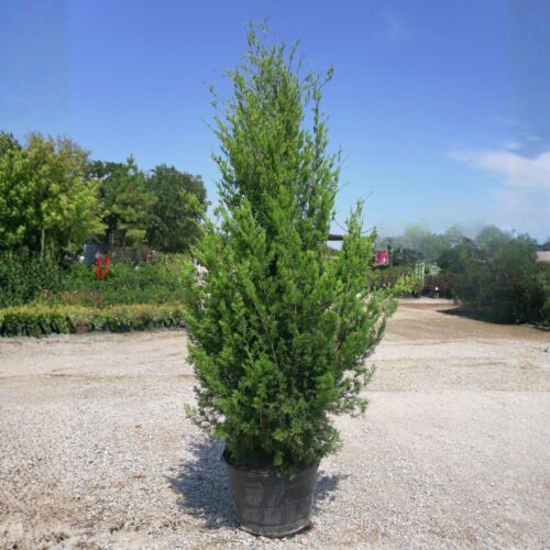 salt tolerant landscaping plants Sarasota