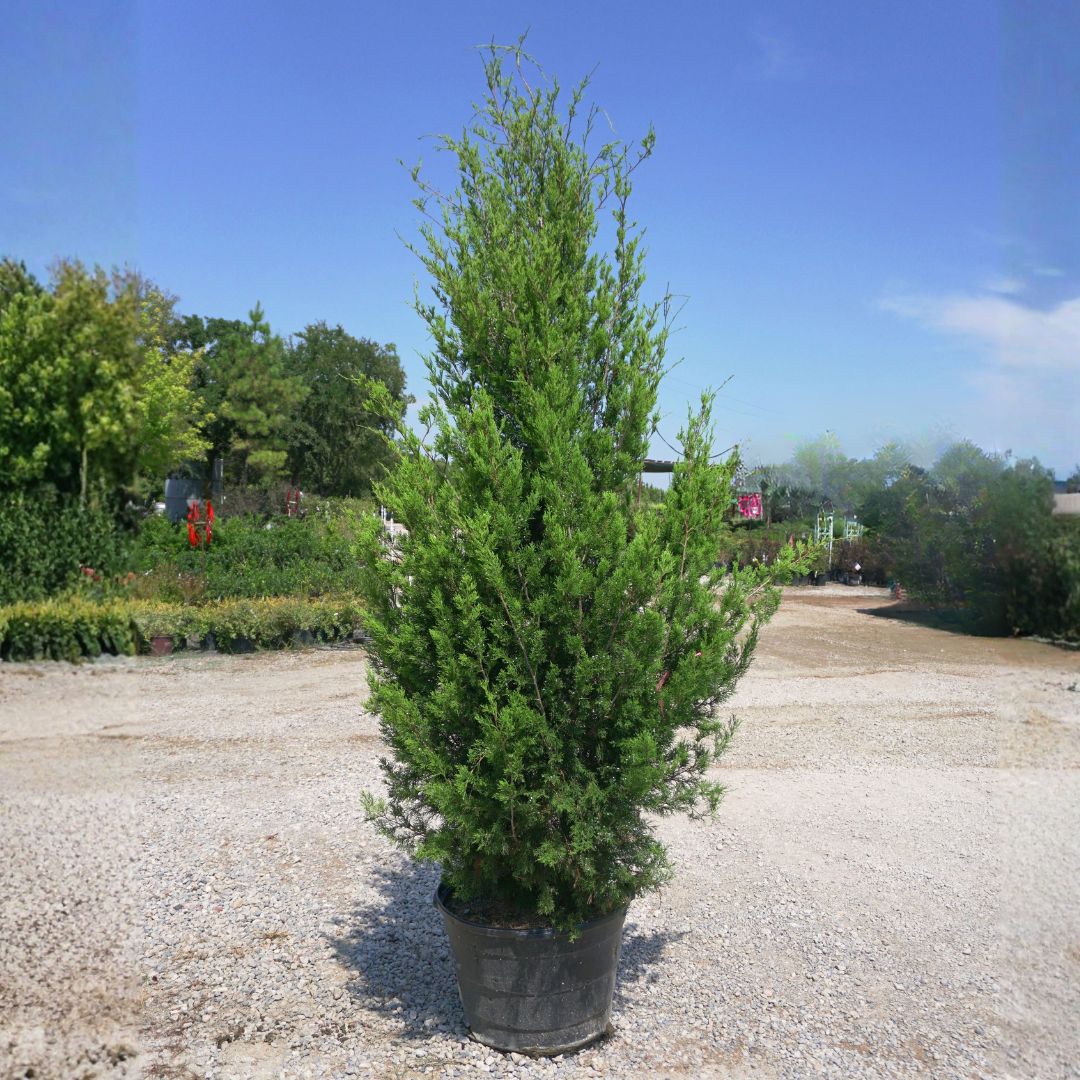 salt tolerant landscaping plants Sarasota