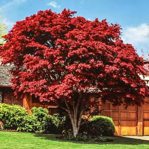 Florida landscape design ideas