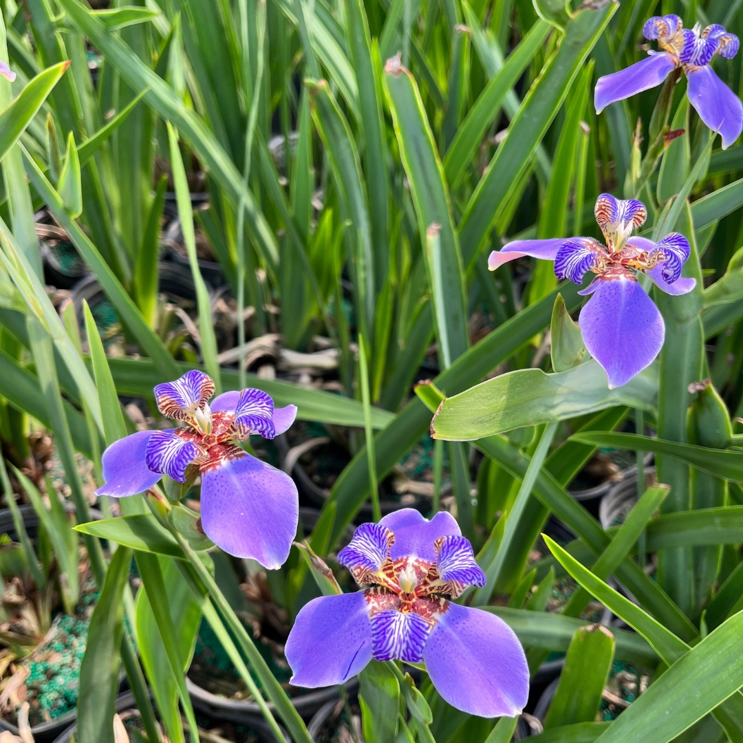 local plant nursery Manatee County