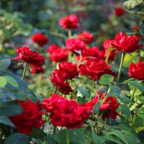 garden inspiration for Florida yards