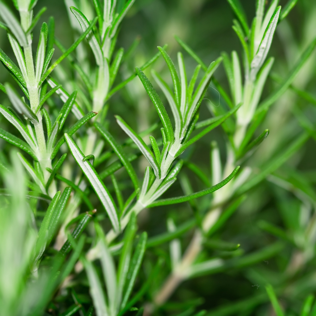 where to buy plants near me