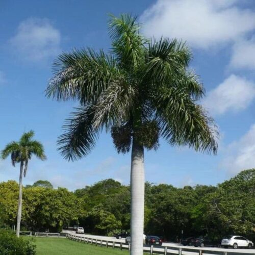 landscape plants for Florida homes