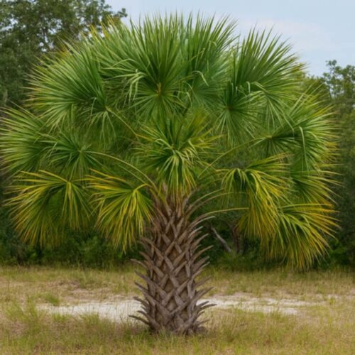 landscape plants for Florida homes