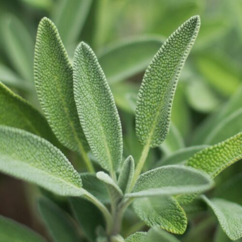 where to buy plants near me