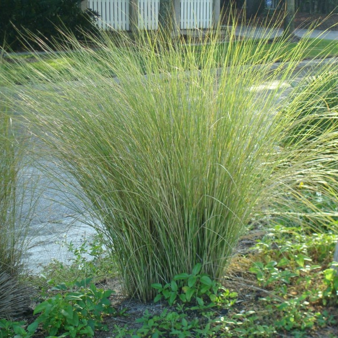 local nursery with design assistance