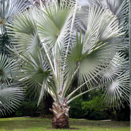 luxury landscape plants for waterfront properties