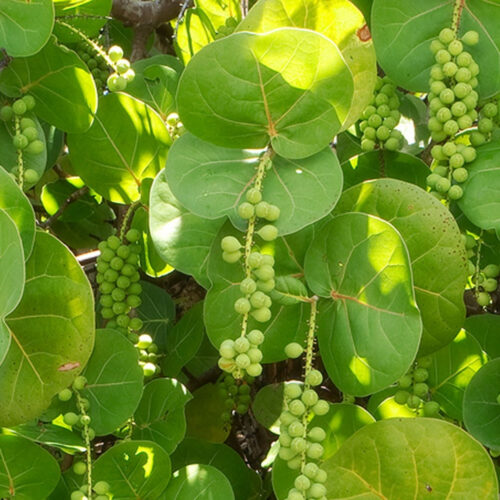 professional plant installation Sarasota