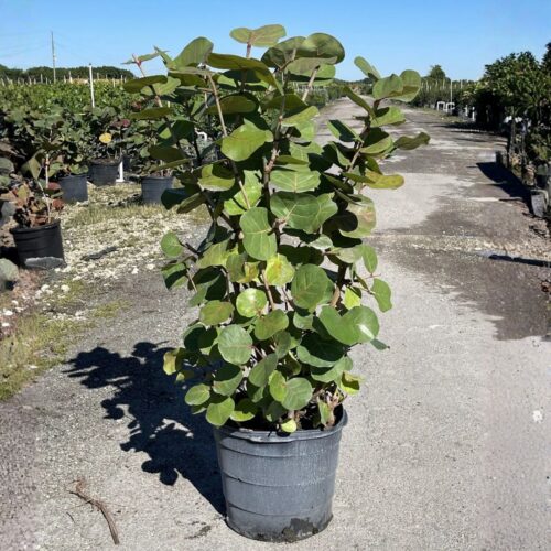salt tolerant landscaping plants Sarasota