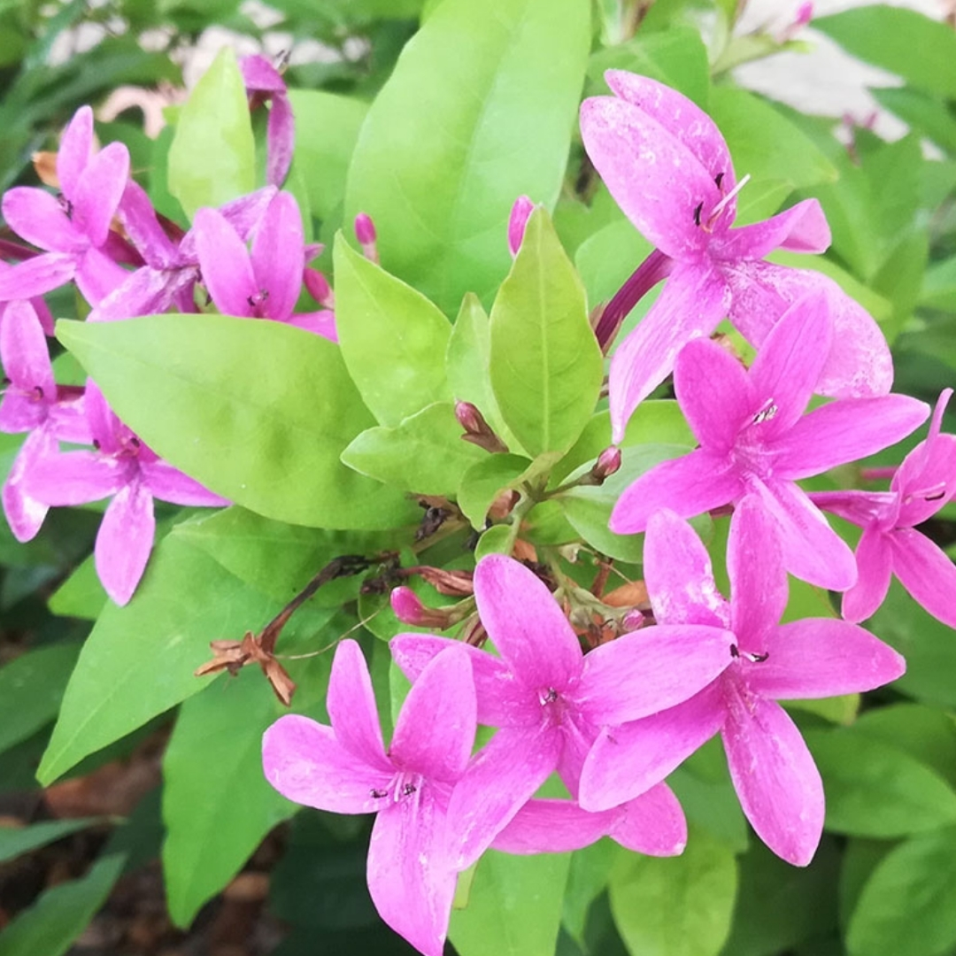 landscape installation services Sarasota"