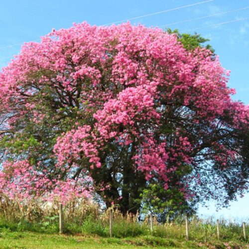 landscape plants for Florida homes