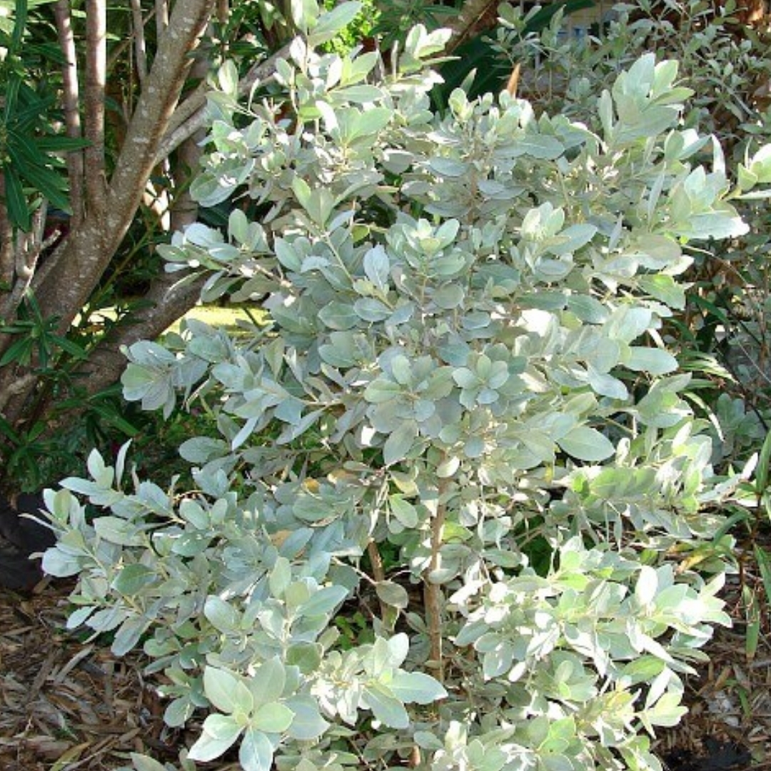 tropical plants for residential landscaping