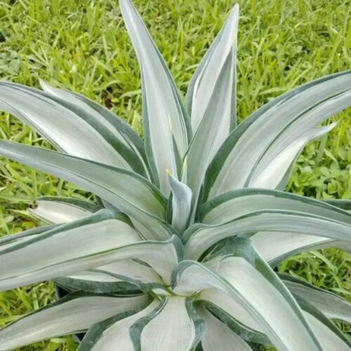 tropical garden center Lakewood Ranch
