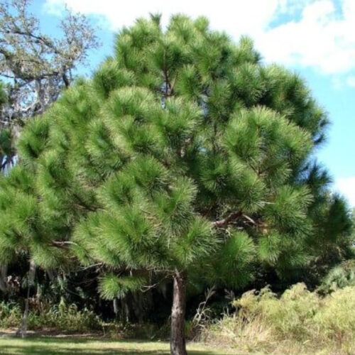 Florida landscape design ideas